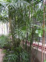 Chamaedorea Seifrizii (fam. Arecacees) (Amerique centrale) (2) (Photo F. Mrugala)